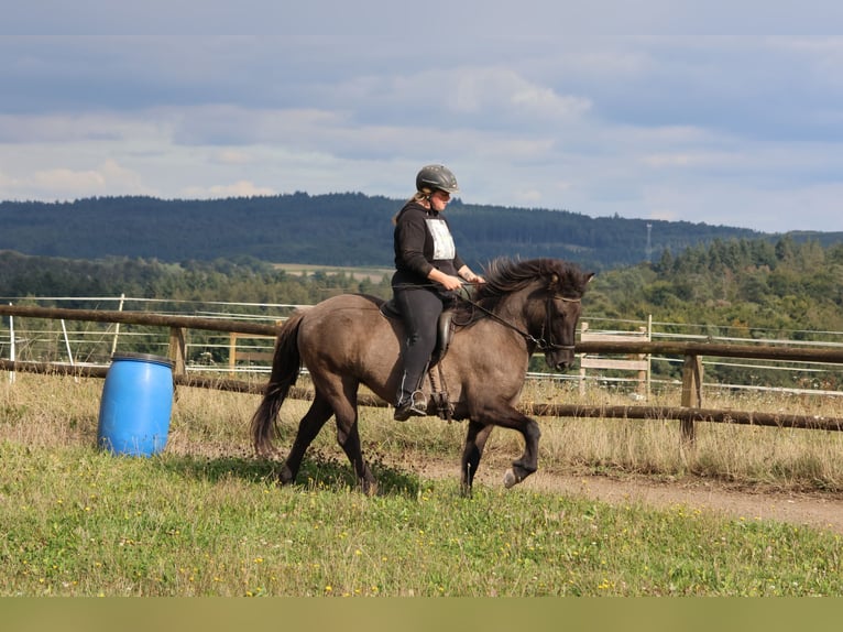 Caballos islandeses Yegua 12 años 139 cm Bayo in Minderlittgen