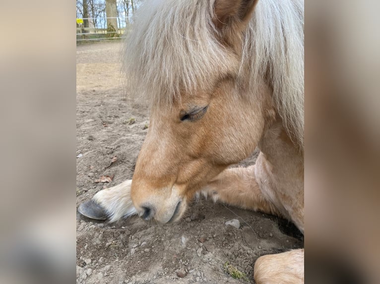 Caballos islandeses Yegua 12 años 139 cm Palomino in Neu Darchau