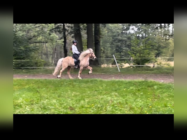 Caballos islandeses Yegua 12 años 139 cm Palomino in Neu Darchau