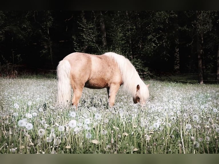 Caballos islandeses Yegua 12 años 139 cm Palomino in Neu Darchau