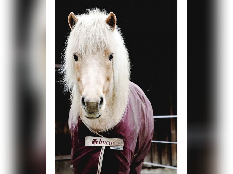 Caballos islandeses Yegua 12 años 139 cm Palomino in Neu Darchau