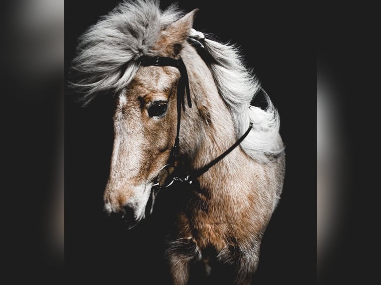 Caballos islandeses Yegua 12 años 139 cm Palomino in Neu Darchau