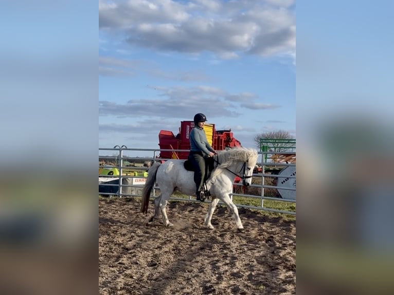 Caballos islandeses Yegua 12 años 139 cm Tordo in Kremmen