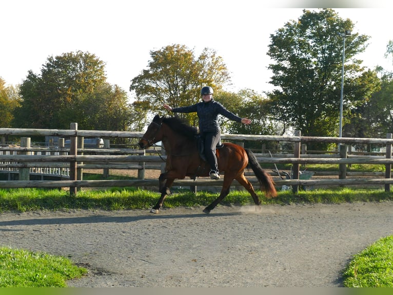 Caballos islandeses Yegua 12 años 140 cm Castaño in Euskirchen