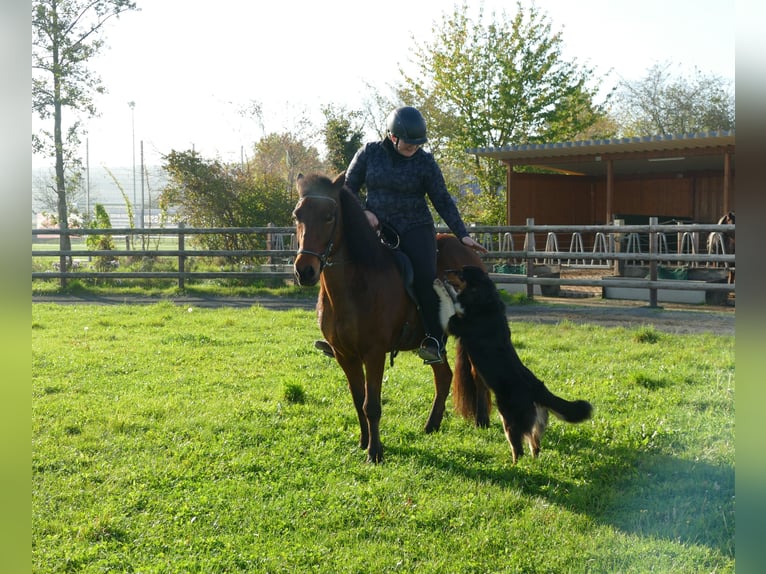 Caballos islandeses Yegua 12 años 140 cm Castaño in Euskirchen