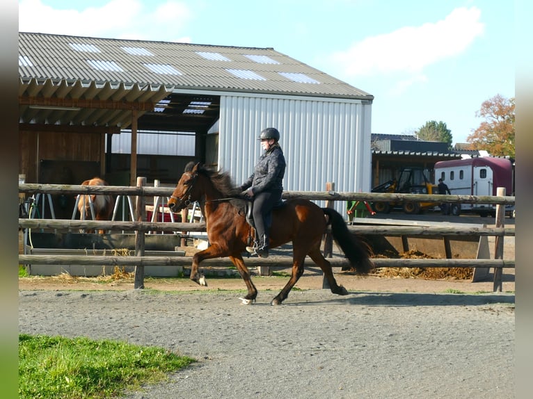 Caballos islandeses Yegua 12 años 140 cm Castaño in Euskirchen