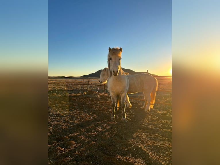 Caballos islandeses Yegua 12 años 140 cm Tordo in selfoss
