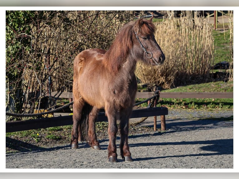 Caballos islandeses Yegua 12 años 140 cm Tordo in Bad Honnef