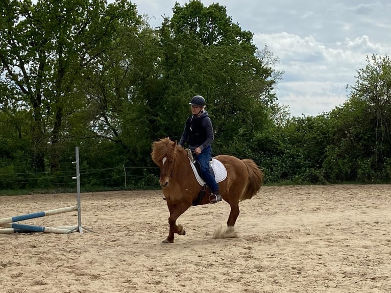 Caballos islandeses Yegua 12 años 141 cm Alazán in Stegelitz