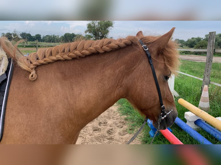 Caballos islandeses Yegua 12 años 141 cm Alazán in Stegelitz