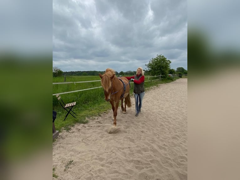 Caballos islandeses Yegua 12 años 141 cm Alazán in Stegelitz