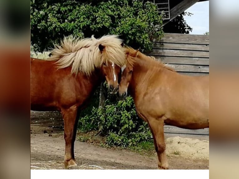 Caballos islandeses Yegua 12 años 141 cm Alazán in Stegelitz