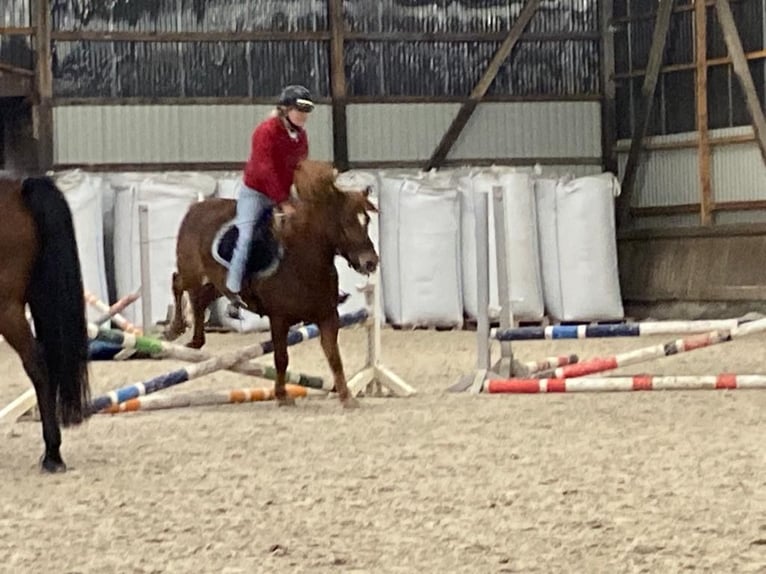 Caballos islandeses Yegua 12 años 141 cm Alazán in Ziepel