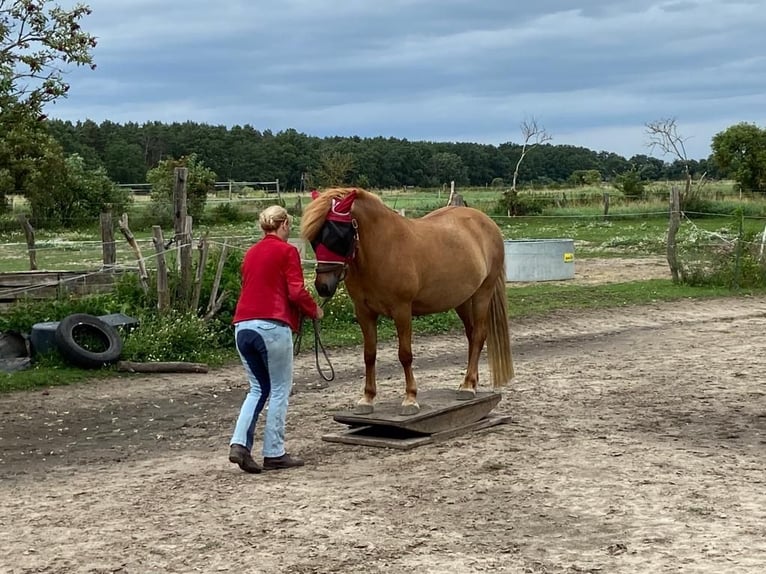 Caballos islandeses Yegua 12 años 141 cm Alazán in Ziepel