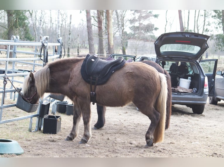 Caballos islandeses Yegua 12 años 141 cm in Ribbesbüttel