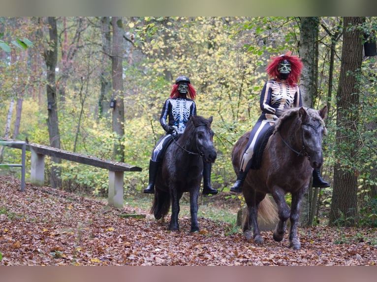 Caballos islandeses Yegua 12 años 141 cm in Ribbesbüttel