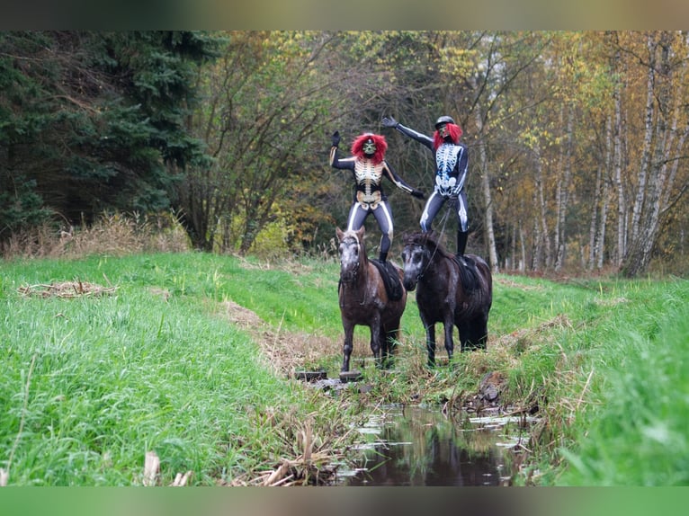 Caballos islandeses Yegua 12 años 141 cm in Ribbesbüttel