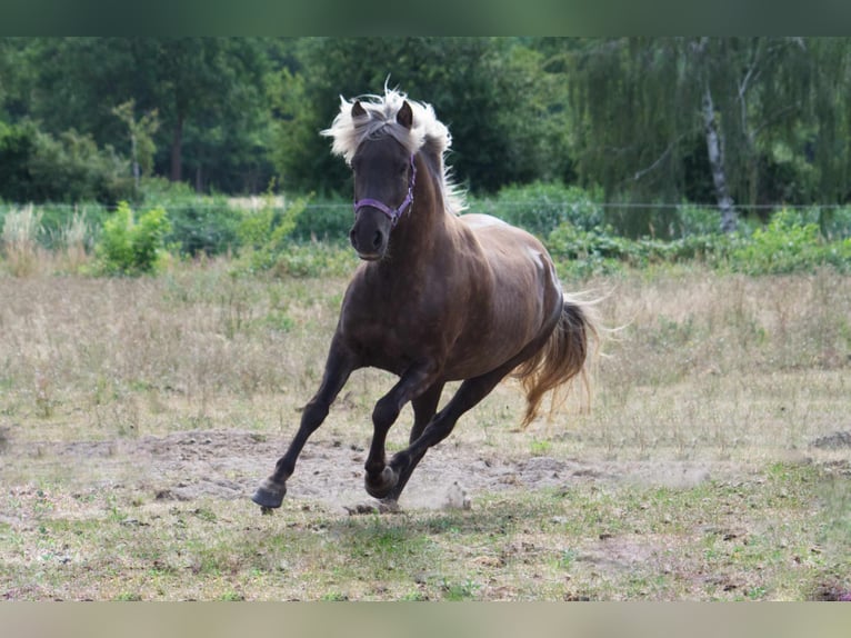 Caballos islandeses Yegua 12 años 141 cm in Ribbesbüttel