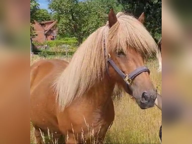 Caballos islandeses Yegua 12 años 142 cm Alazán in Sankt Peter-Ording