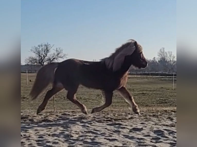 Caballos islandeses Yegua 12 años 142 cm Alazán in Sankt Peter-Ording