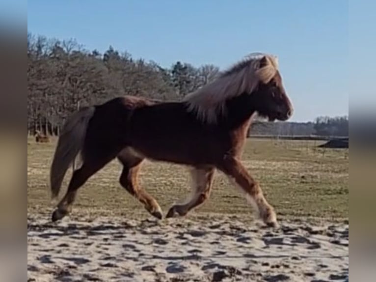 Caballos islandeses Yegua 12 años 142 cm Alazán in Sankt Peter-Ording