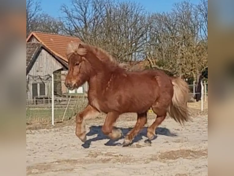 Caballos islandeses Yegua 12 años 142 cm Alazán in Sankt Peter-Ording