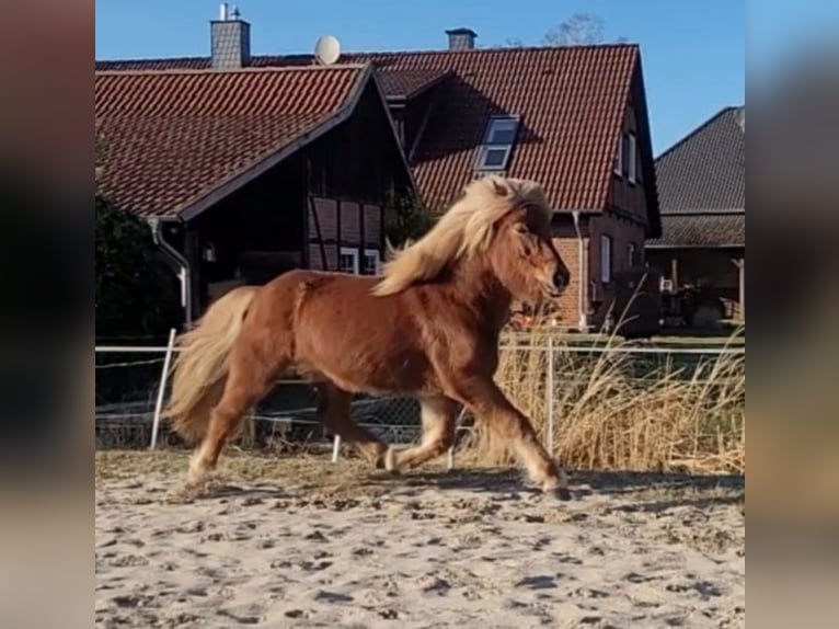 Caballos islandeses Yegua 12 años 142 cm Alazán in Sankt Peter-Ording