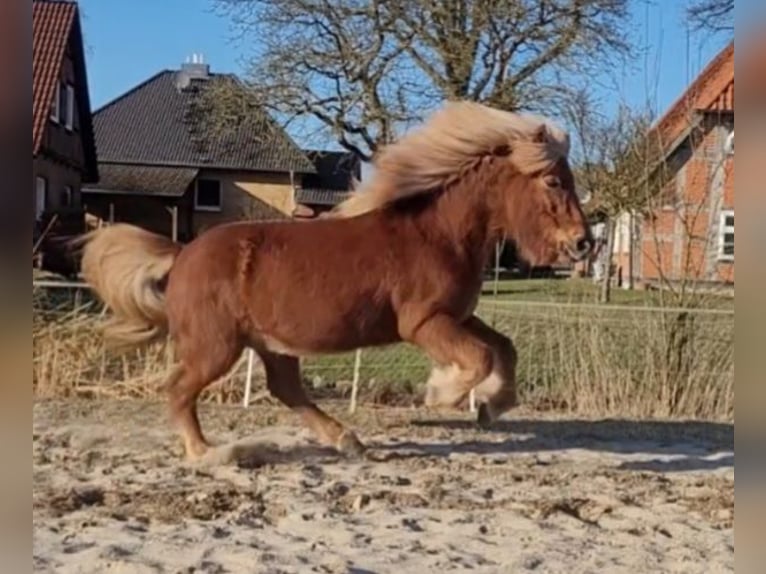Caballos islandeses Yegua 12 años 142 cm Alazán in Sankt Peter-Ording