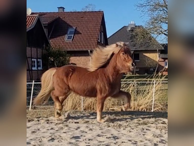 Caballos islandeses Yegua 12 años 142 cm Alazán in Sankt Peter-Ording