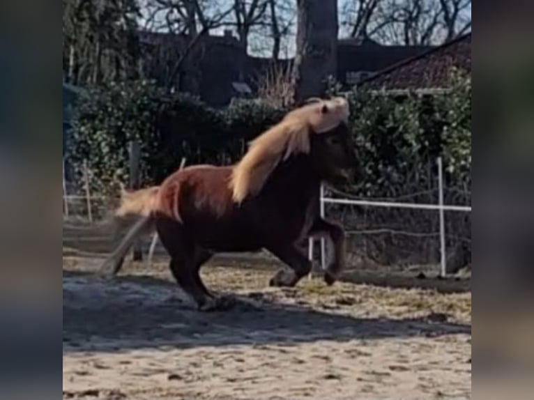 Caballos islandeses Yegua 12 años 142 cm Alazán in Sankt Peter-Ording
