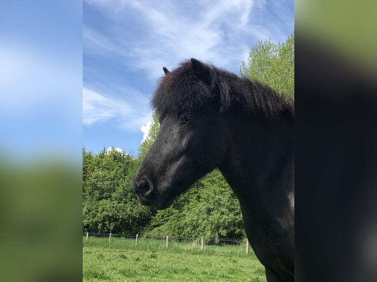 Caballos islandeses Yegua 12 años 142 cm Negro in Dreieich