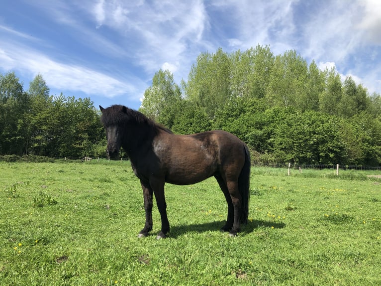 Caballos islandeses Yegua 12 años 142 cm Negro in Dreieich