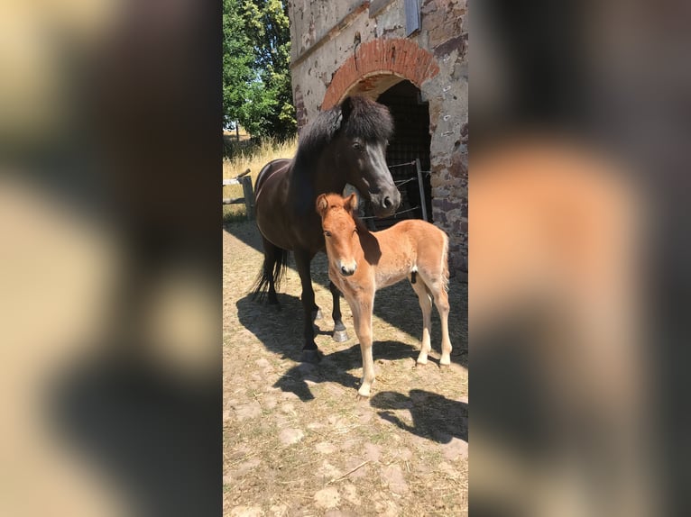 Caballos islandeses Yegua 12 años 142 cm Negro in Dreieich