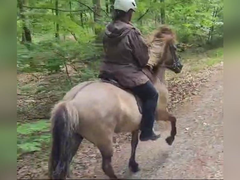 Caballos islandeses Yegua 12 años 143 cm Bayo in Otzberg-Habitzheim