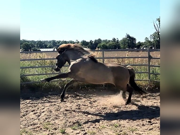 Caballos islandeses Yegua 12 años 143 cm Bayo in Otzberg-Habitzheim