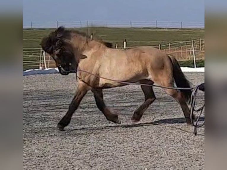 Caballos islandeses Yegua 12 años 143 cm Bayo in Otzberg-Habitzheim