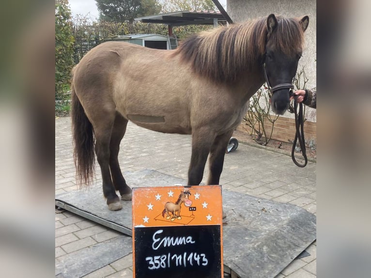 Caballos islandeses Yegua 12 años 143 cm Bayo in Otzberg-Habitzheim