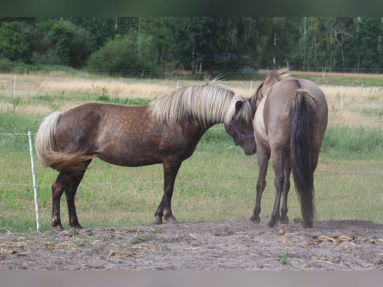 Caballos islandeses Yegua 12 años 143 cm in Ribbesbüttel