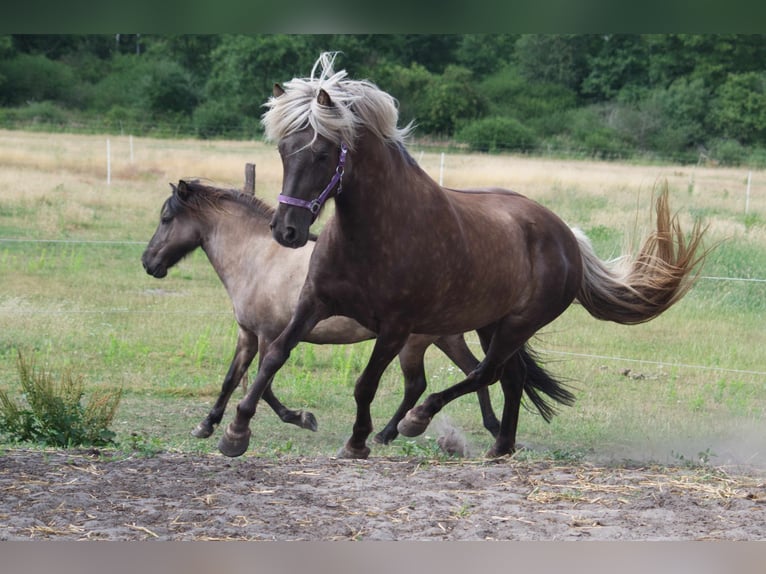 Caballos islandeses Yegua 12 años 143 cm in Ribbesbüttel