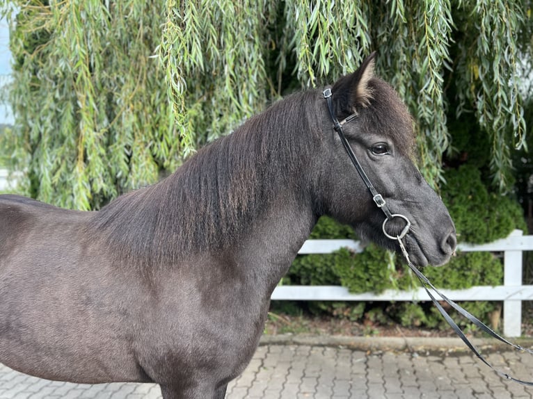 Caballos islandeses Yegua 12 años 143 cm Negro in Lochen am See