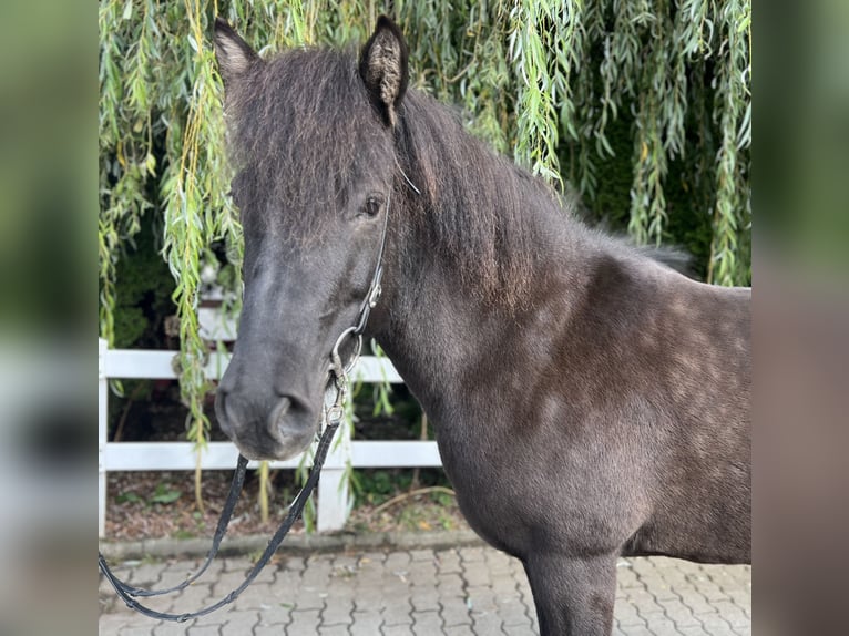 Caballos islandeses Yegua 12 años 143 cm Negro in Lochen am See