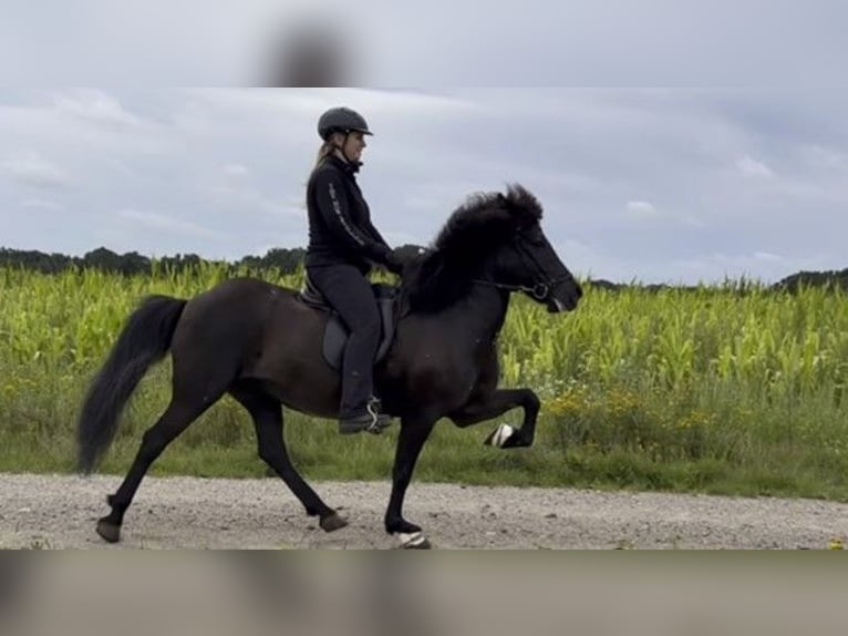 Caballos islandeses Yegua 12 años 143 cm Negro in Schneverdingen