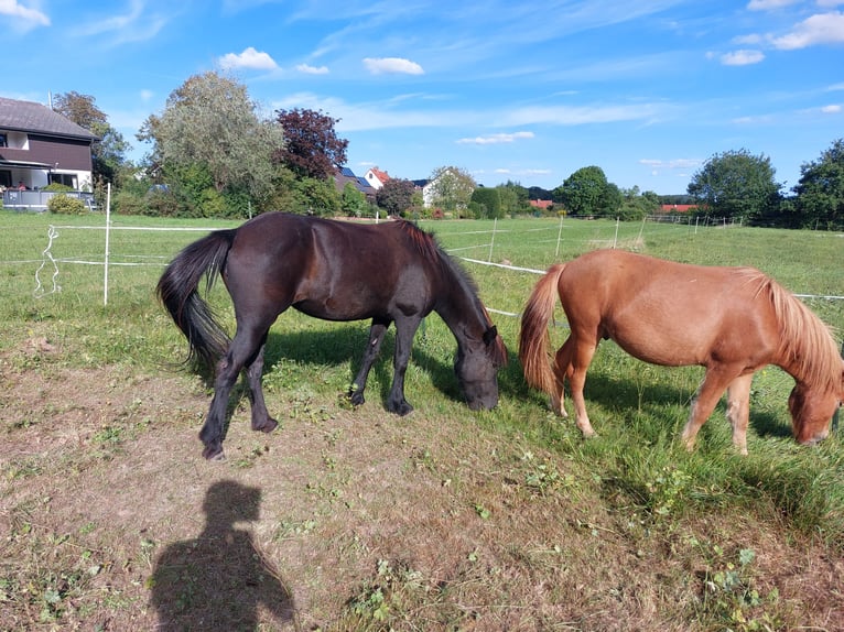 Caballos islandeses Yegua 12 años 143 cm Negro in Mühlacker