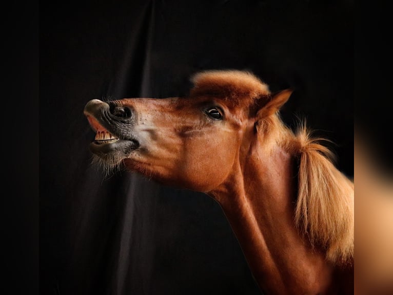 Caballos islandeses Yegua 12 años 144 cm Alazán in Spiesen-Elversberg