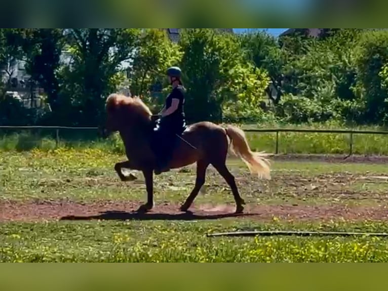 Caballos islandeses Yegua 12 años 144 cm Alazán in Spiesen-Elversberg