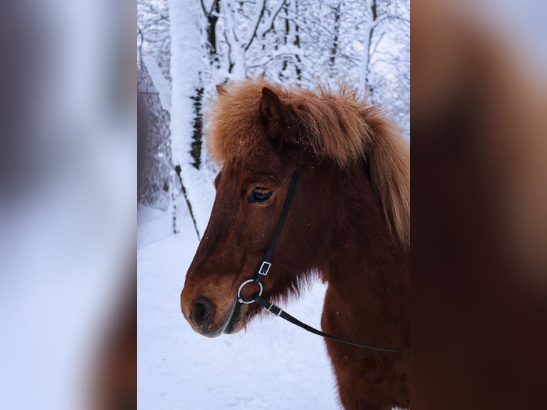 Caballos islandeses Yegua 12 años 144 cm Alazán in Spiesen-Elversberg