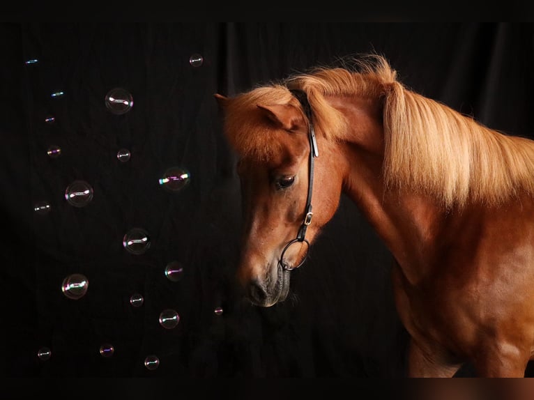 Caballos islandeses Yegua 12 años 144 cm Alazán in Spiesen-Elversberg