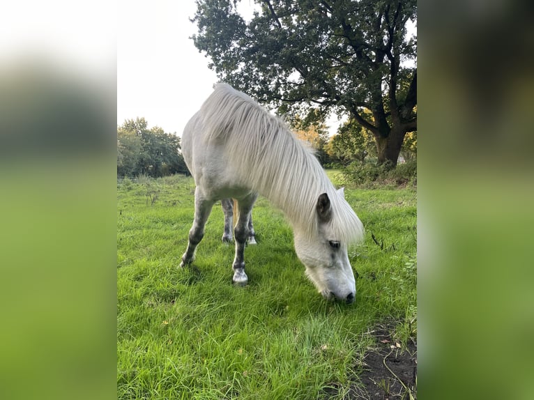 Caballos islandeses Yegua 12 años 144 cm Tordo in Blåvand
