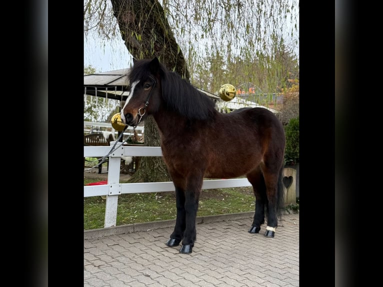 Caballos islandeses Yegua 12 años 146 cm Castaño in Lochen am See