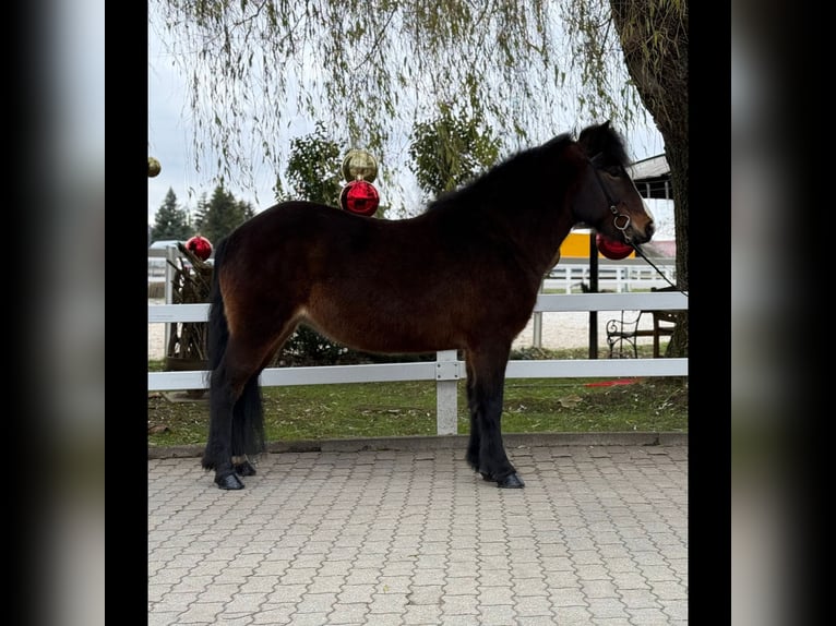 Caballos islandeses Yegua 12 años 146 cm Castaño in Lochen am See